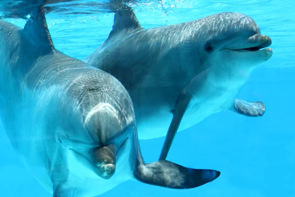 Пара дельфинов, плавающих — стоковое фото