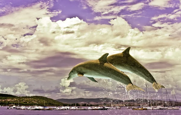 Couple Of Dolphins Jumping — Stock Photo, Image