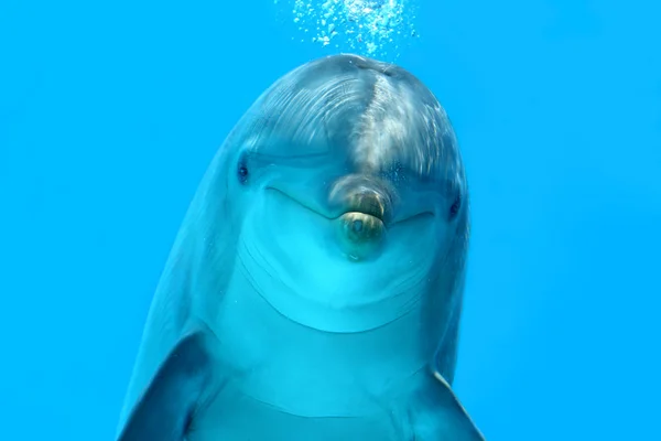 Взгляд дельфина — стоковое фото