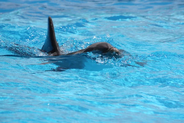Дельфин в голубой воде — стоковое фото