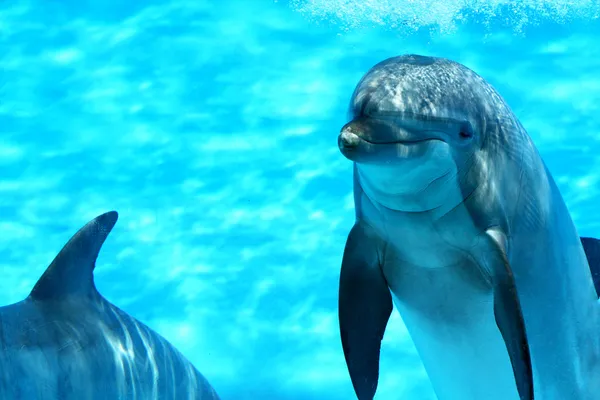 Dolfijnen onder water — Stockfoto