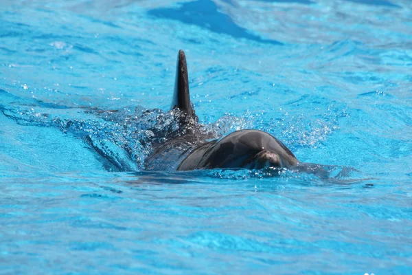 Дельфин плавает в голубой воде — стоковое фото