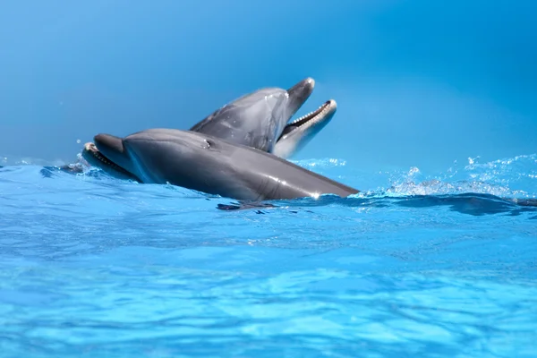 Un par de delfines en el agua azul — Foto de Stock
