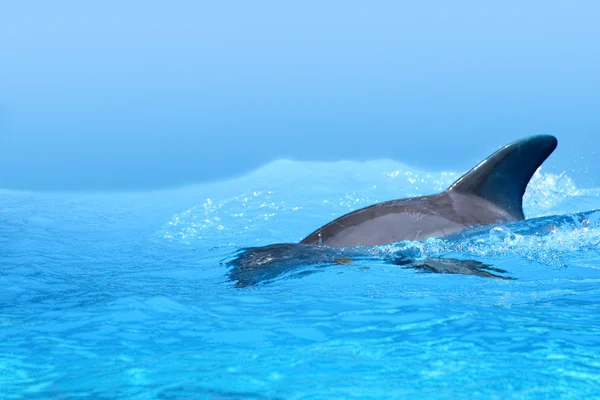 Delfin i vattnet — Stockfoto