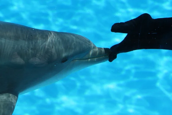 Delfín empujando pies de buzo — Foto de Stock