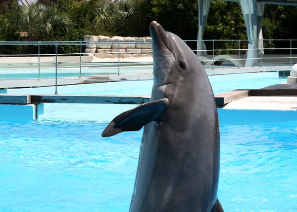 Nahaufnahme von Delfinen, die aus dem Wasser springen — Stockfoto