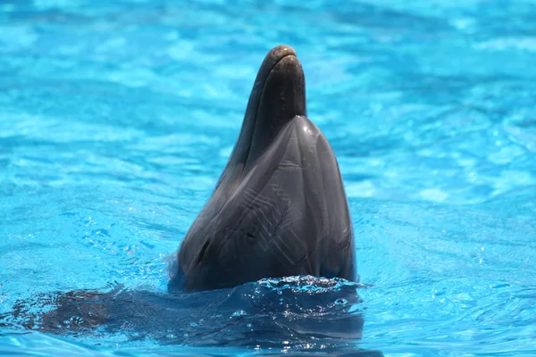 Schöner Delfin mit dem Kopf aus dem Wasser — Stockfoto