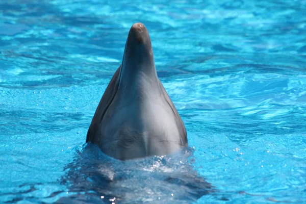 Delfin z głowy z wody — Zdjęcie stockowe