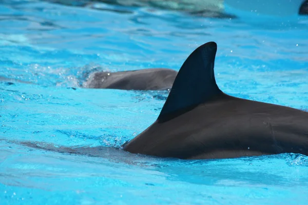 Primer plano de los delfines nadando — Foto de Stock