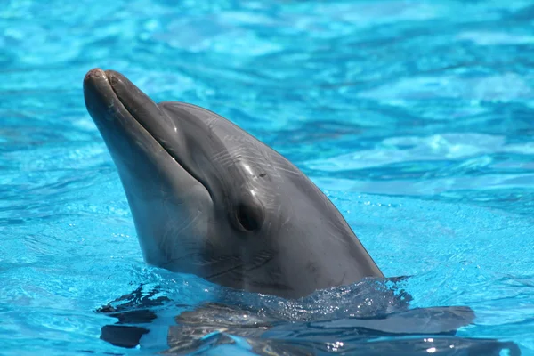 Delfin głowy — Zdjęcie stockowe