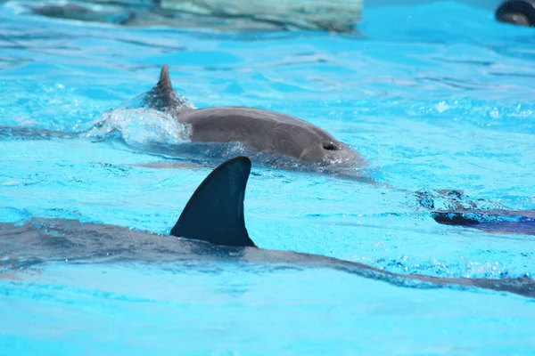 Delfíni v modré vodě — Stock fotografie