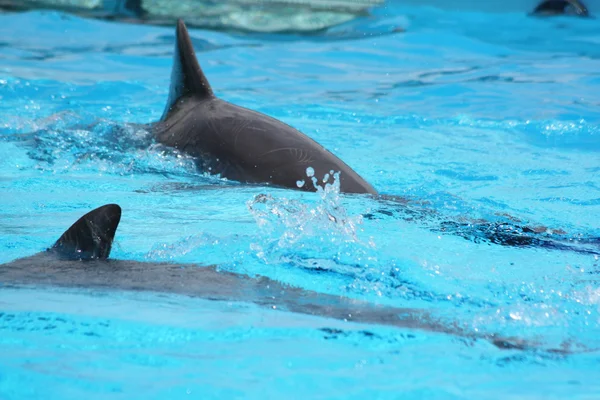Многие дельфины плавают в воде — стоковое фото