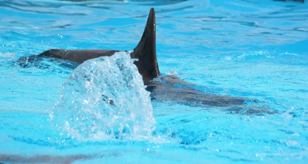 Delfín ve vodě — Stock fotografie