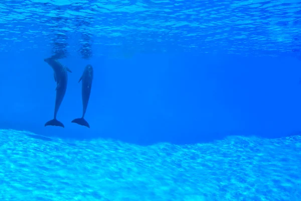 Couple de dauphins sous l'eau — Photo