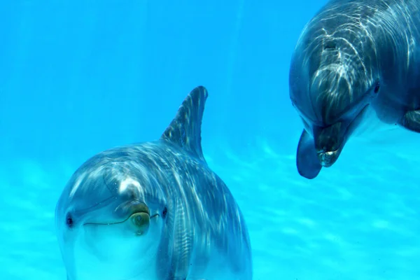 Para delfinów — Zdjęcie stockowe