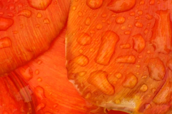 stock image Water Drops On Red Petals