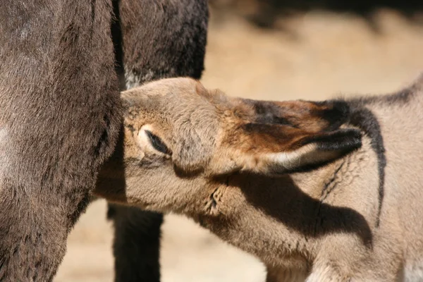 stock image Baby Mule