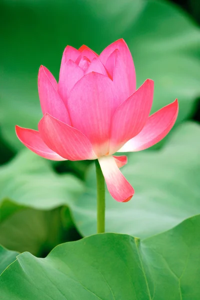 Lotus in blossom — Stock Photo, Image
