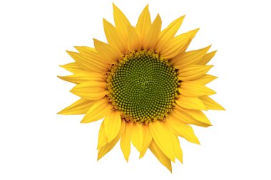 Sunflower in bloom clipart