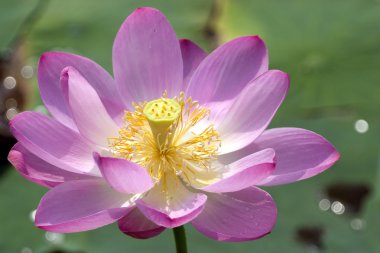 Lotus in blossom clipart