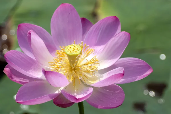 Lotus en fleur — Photo