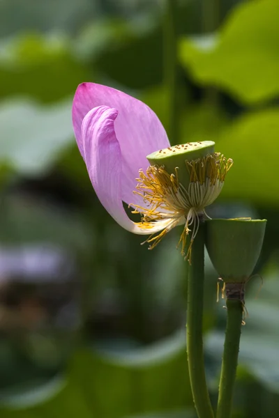 Lotos w kwiat — Zdjęcie stockowe