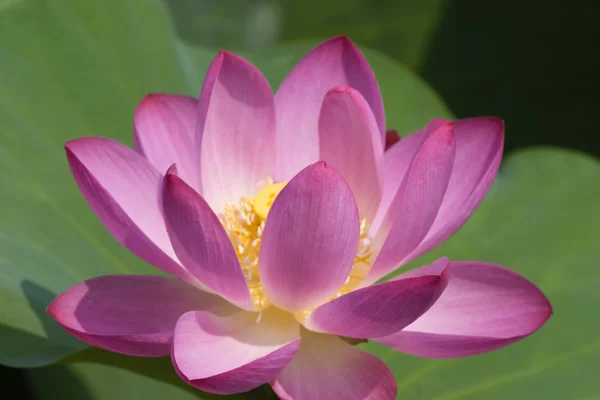 Lotus çiçeği yeşil yaprakları ile yapılan — Stok fotoğraf