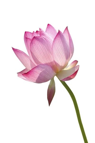 Lotus em fundo branco — Fotografia de Stock