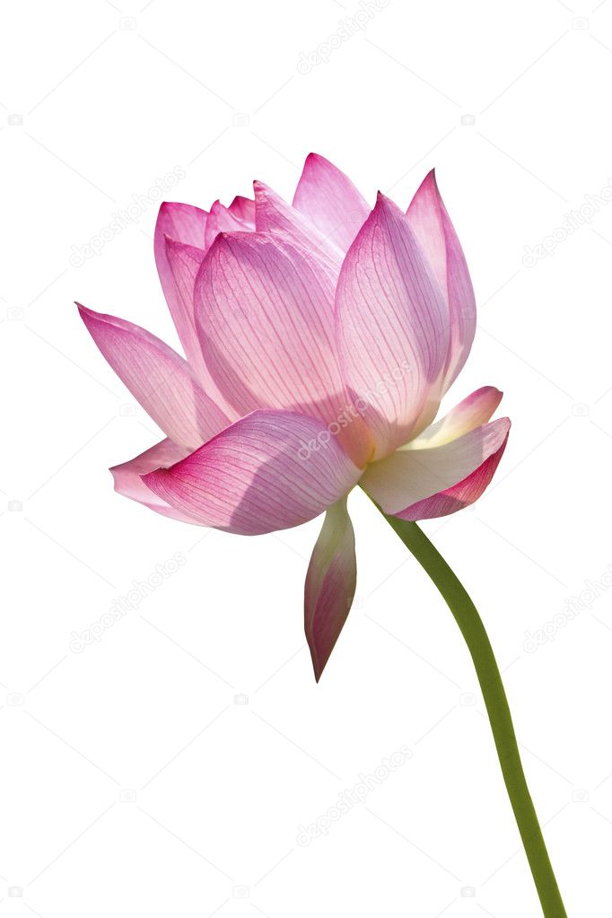 Lotus in white background
