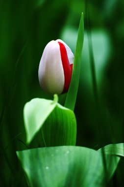 Tulip in bud clipart