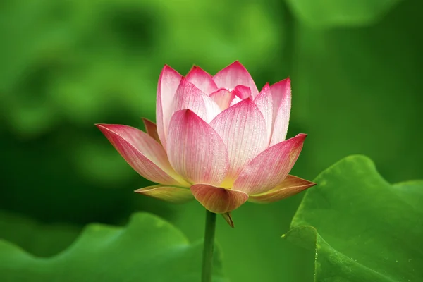 Lotus v květu — Stock fotografie