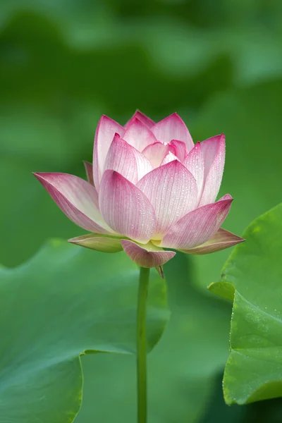 Lotus in bloei — Stockfoto