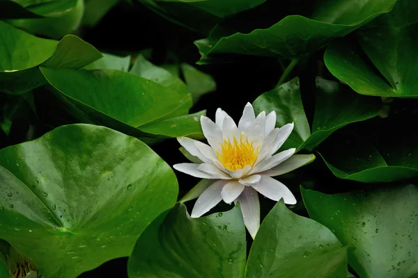 White water lily and leaves — Stock Photo, Image