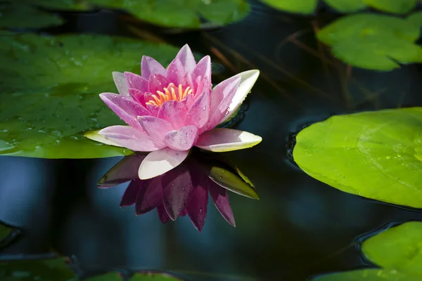 stock image Pink water lily and leaves