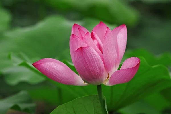 Pink lotus and leaves — Stock Photo, Image