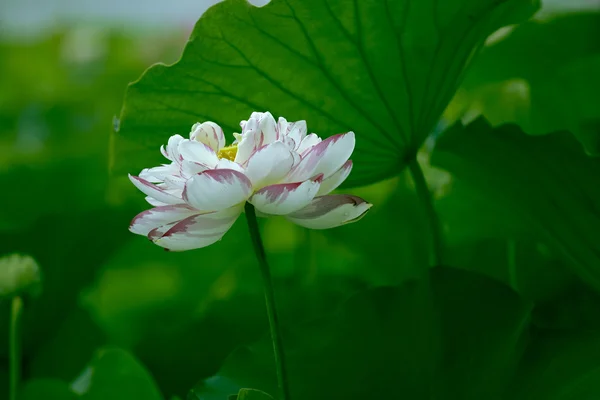 Witte waterlelie en bladeren — Stockfoto