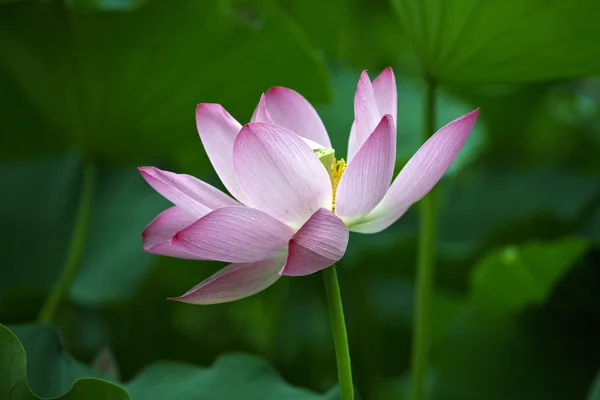 Pink water lily and leaves — Stock Photo, Image
