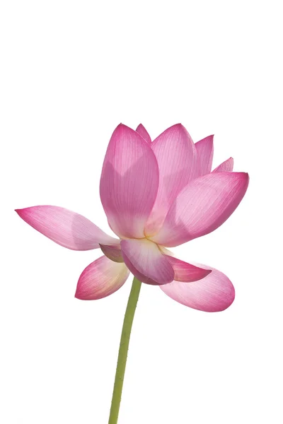 Lotus en fond blanc Images De Stock Libres De Droits