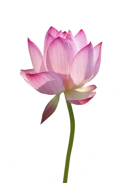 Lotus en fond blanc — Photo