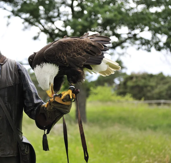 Stock image Bald eagle