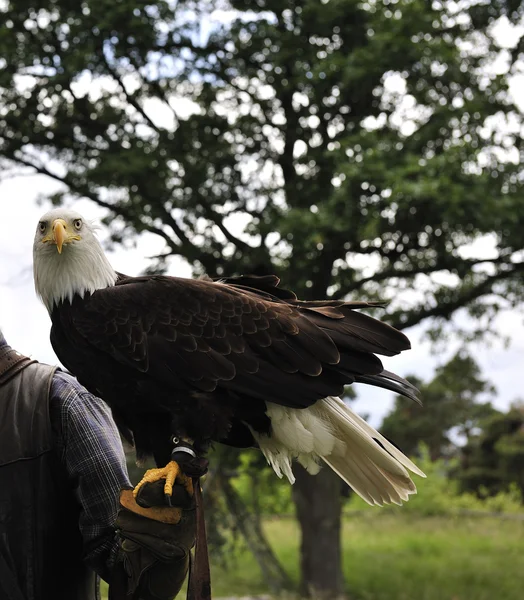 Stock image Bald eagle