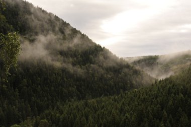 Okertal im Nebel