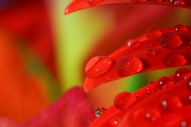 Yağmur damlaları üzerindeki kırmızı Çiçek yaprak