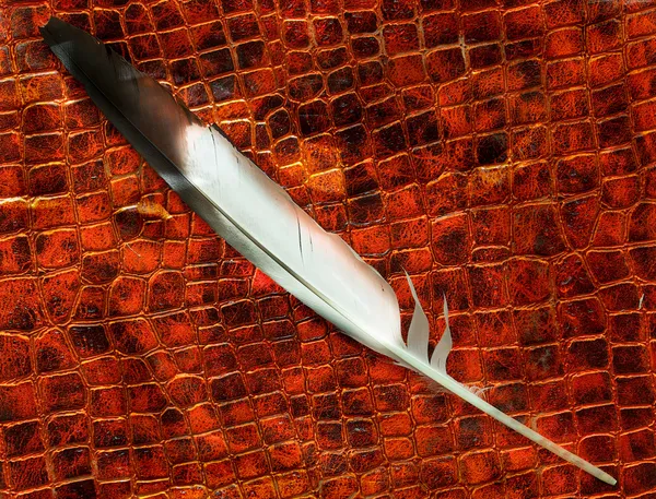 Φτερό σε φόντο πορτοκαλί λάβα έγκαυμα — Φωτογραφία Αρχείου