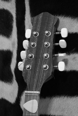 gitar mandolin sap kafası