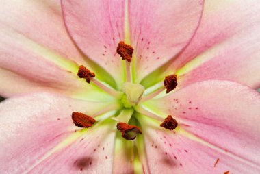 pembe lily portre