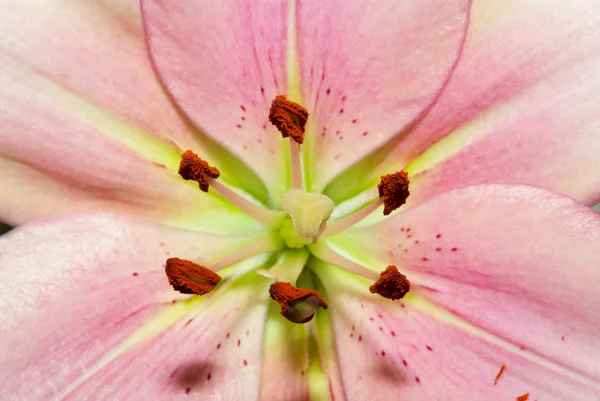 Closeup růžové lilie — Stock fotografie