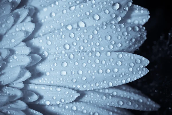 Waterderdrops on petals — Stock Photo, Image