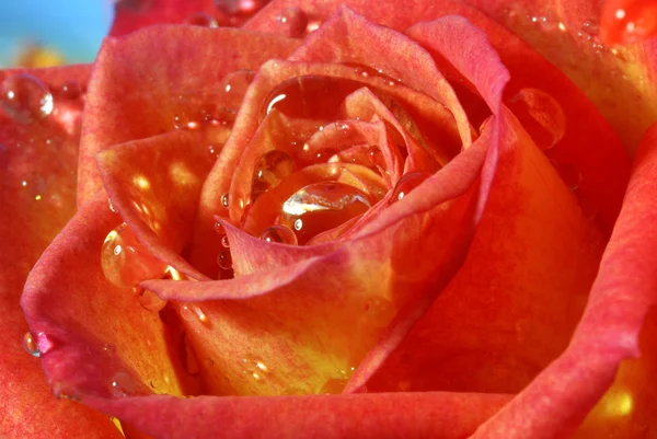 Rosa roja y amarilla cubierta por gotas de lluvia — Foto de Stock