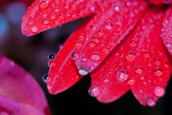 Rode daisy bloemblaadjes vallende ochtenddauw — Stockfoto